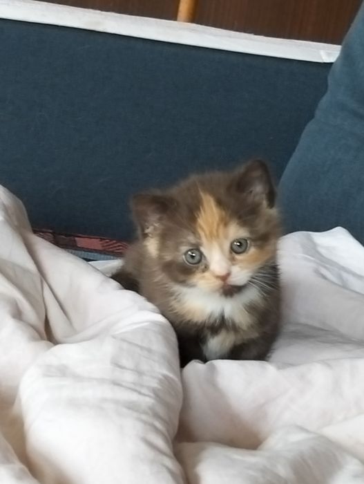 Кошенята британці