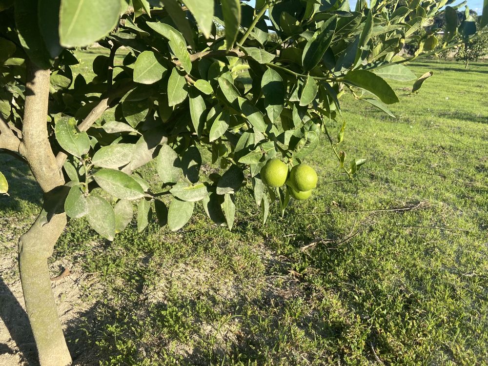 Limas Citrinos…
