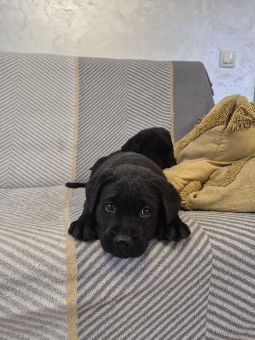 Цуценята лабрадори