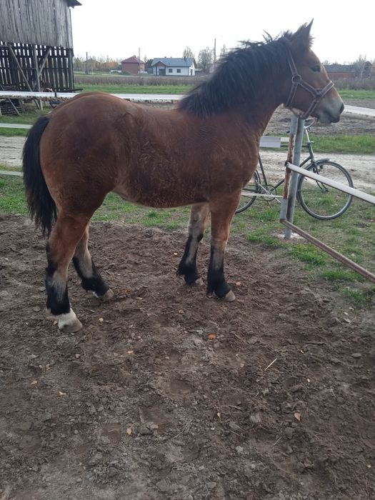 Źrebica zimnokrwista