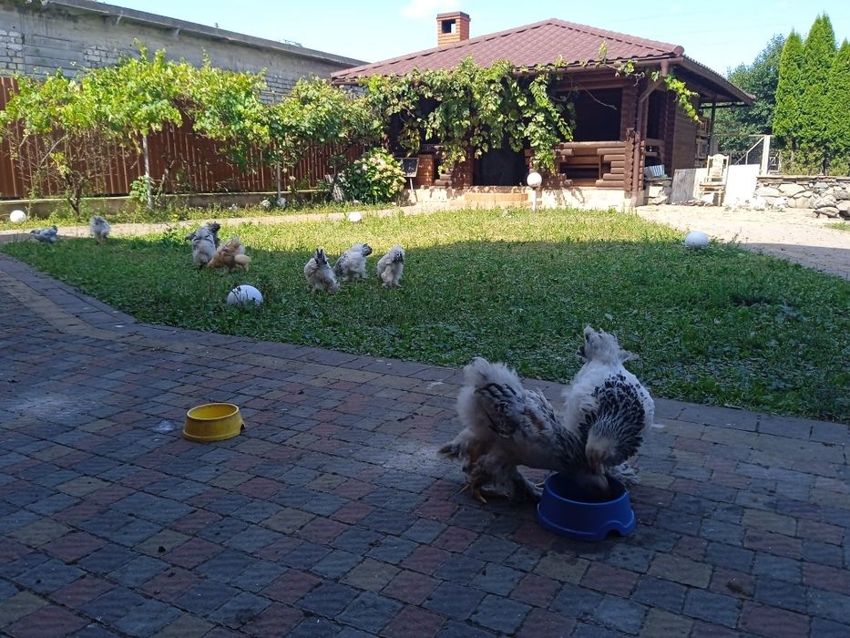 Продам курчата світлої Брами