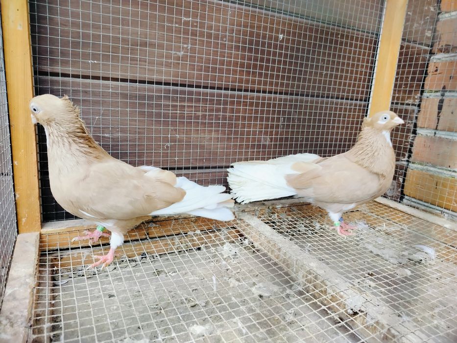 Gołębie zamojskie czubate blankopy