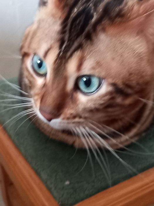 Продається бенгал 22