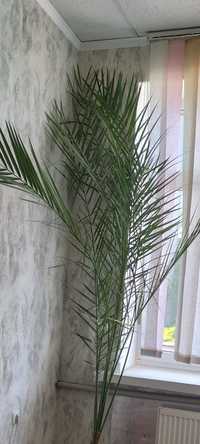 Комнатный цветок (финиковая пальма) высота ок.3м