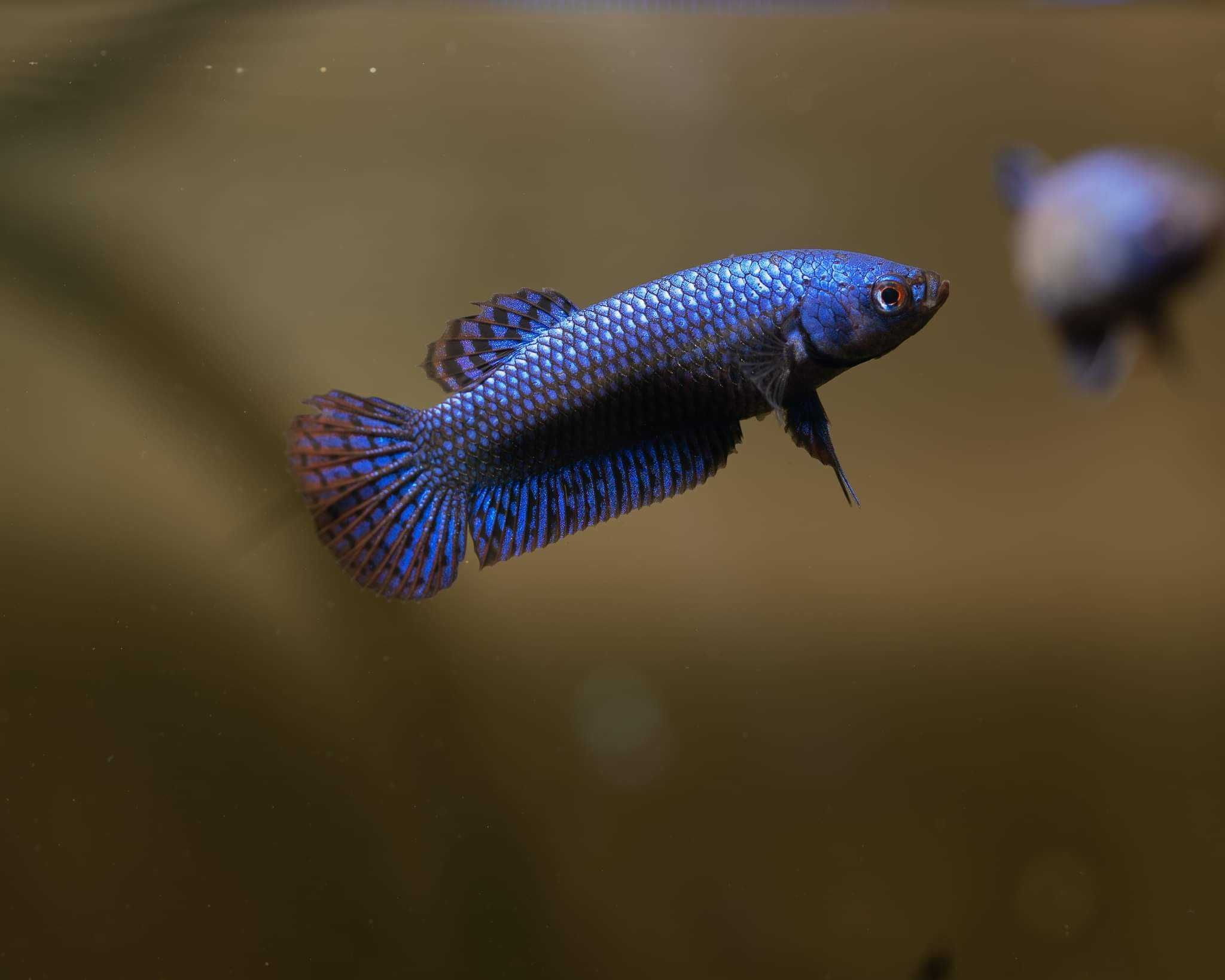 Bojownik alien - odmiana NIEBIESKA - PARA - 2 sztuki - BETTA - RARYTAS