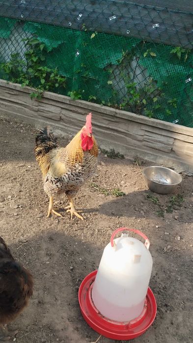 Sprzedam dużego koguta