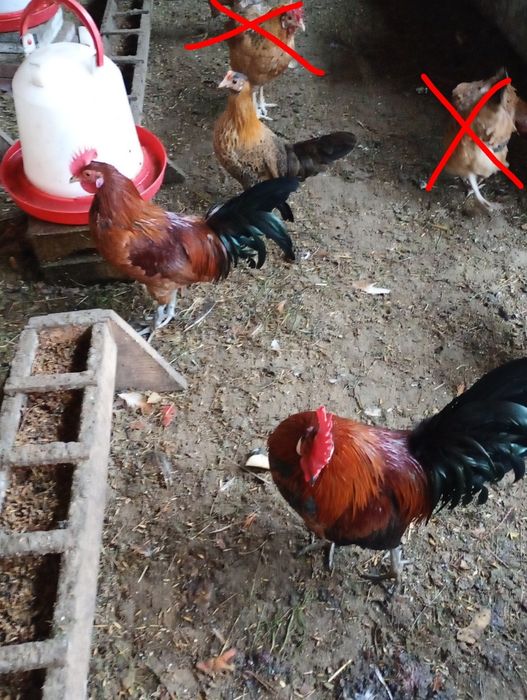 Sprzedam  koguty liliputy