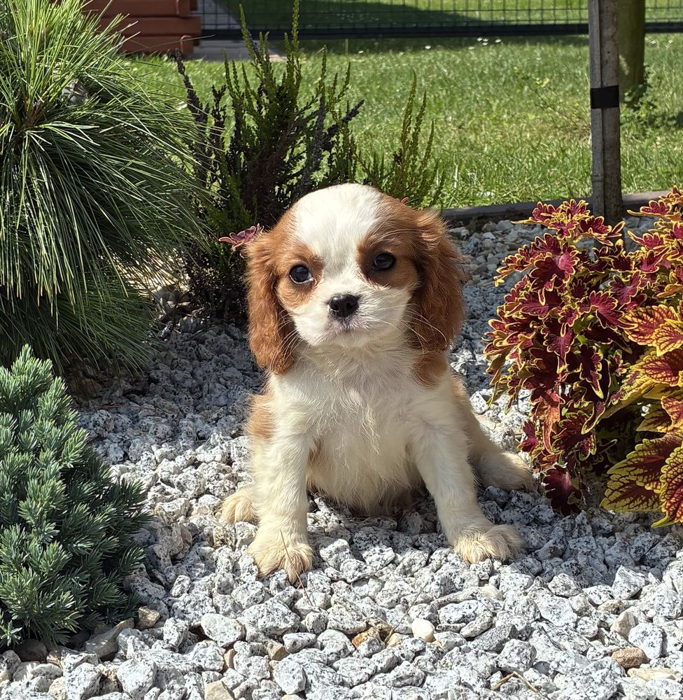 Cavalier King Charles Spaniel