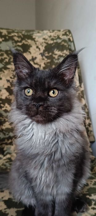 Котята мейн-кун 2 мальчика и девочка