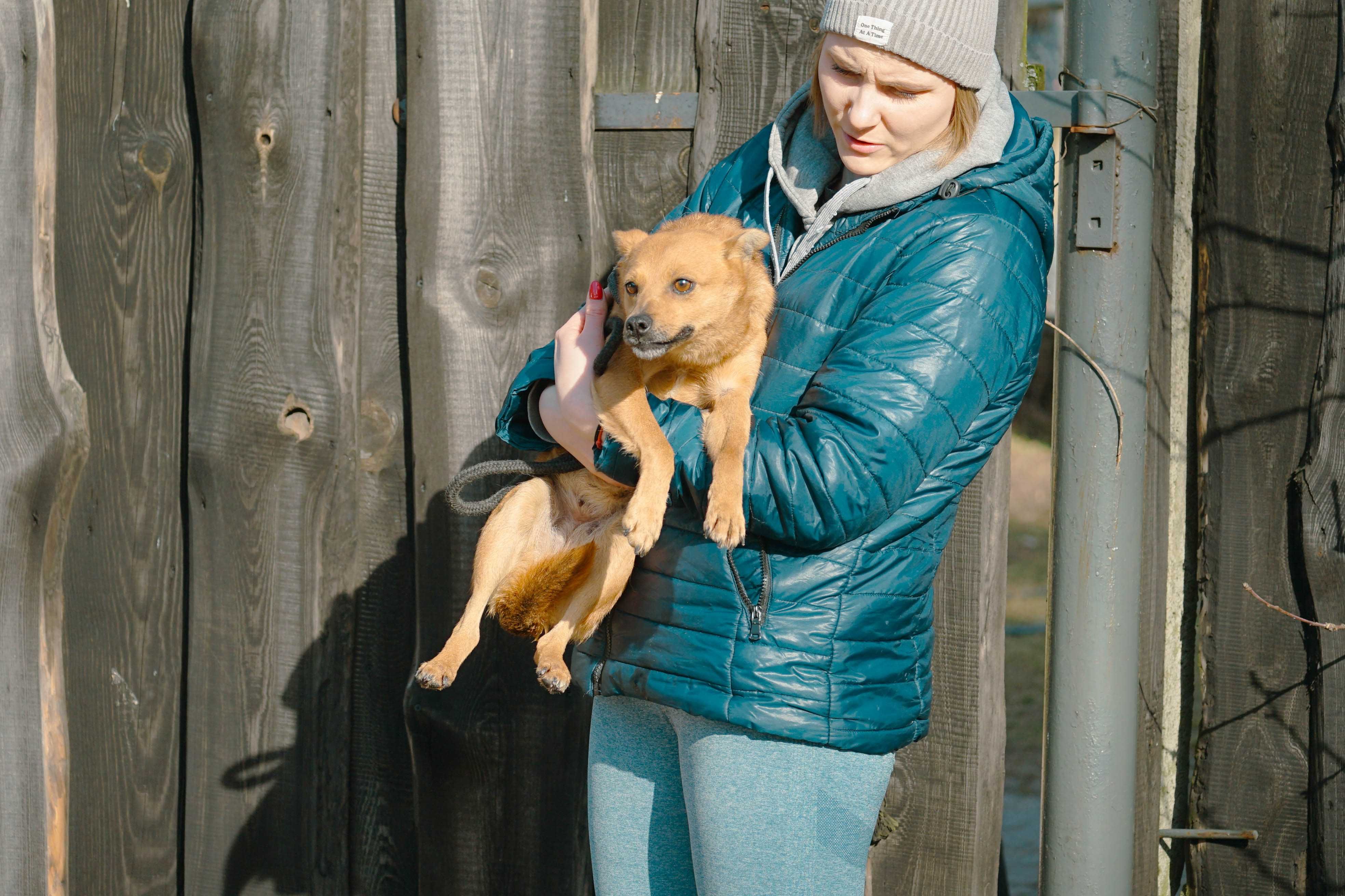 Litwa - mały rudy piesek