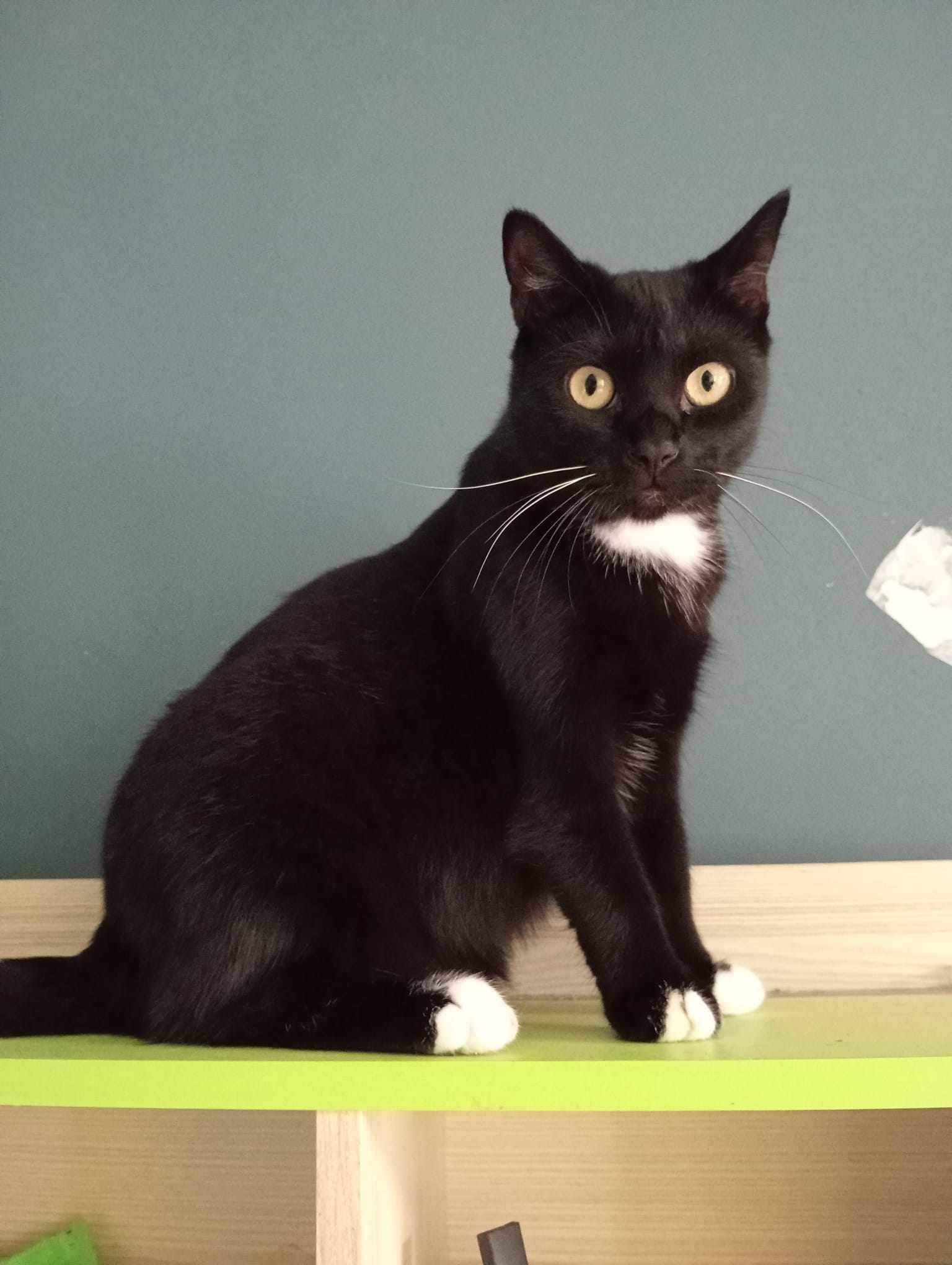 Bonifacy do adopcji