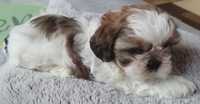 Shih tzu gotowy piesek