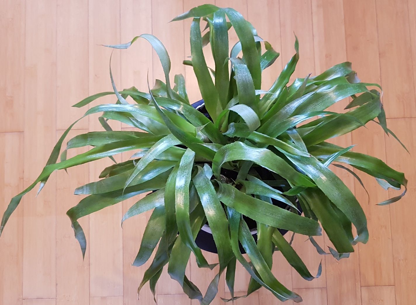 Okazała roślina doniczkowa, bilbergia (zwodnica) z bromeliowatych