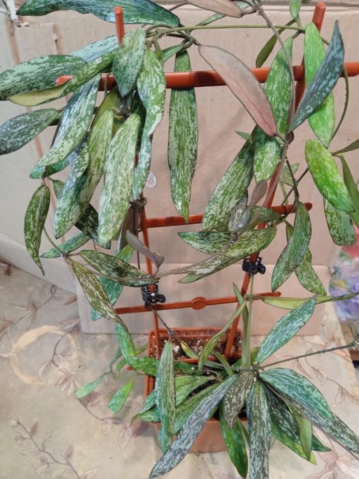 Хойї сортові зрізи