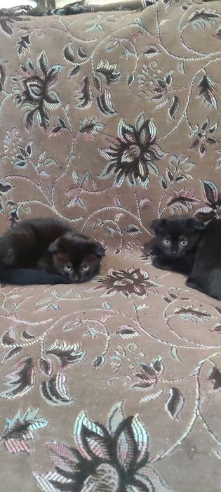 Продам вислоухих котят
