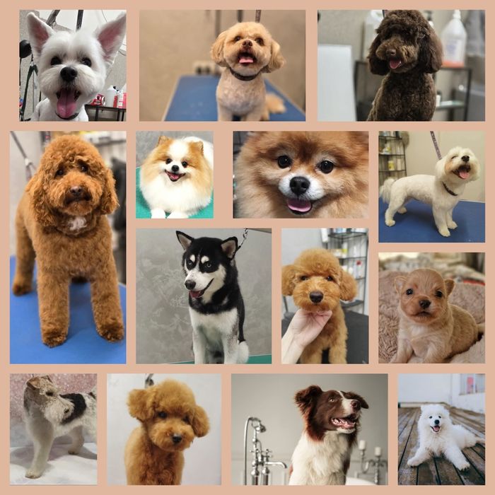 kurs groomingu strzyżenie psów Bytom centrum Pusia