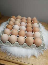 Swierze Swojskie jajka
