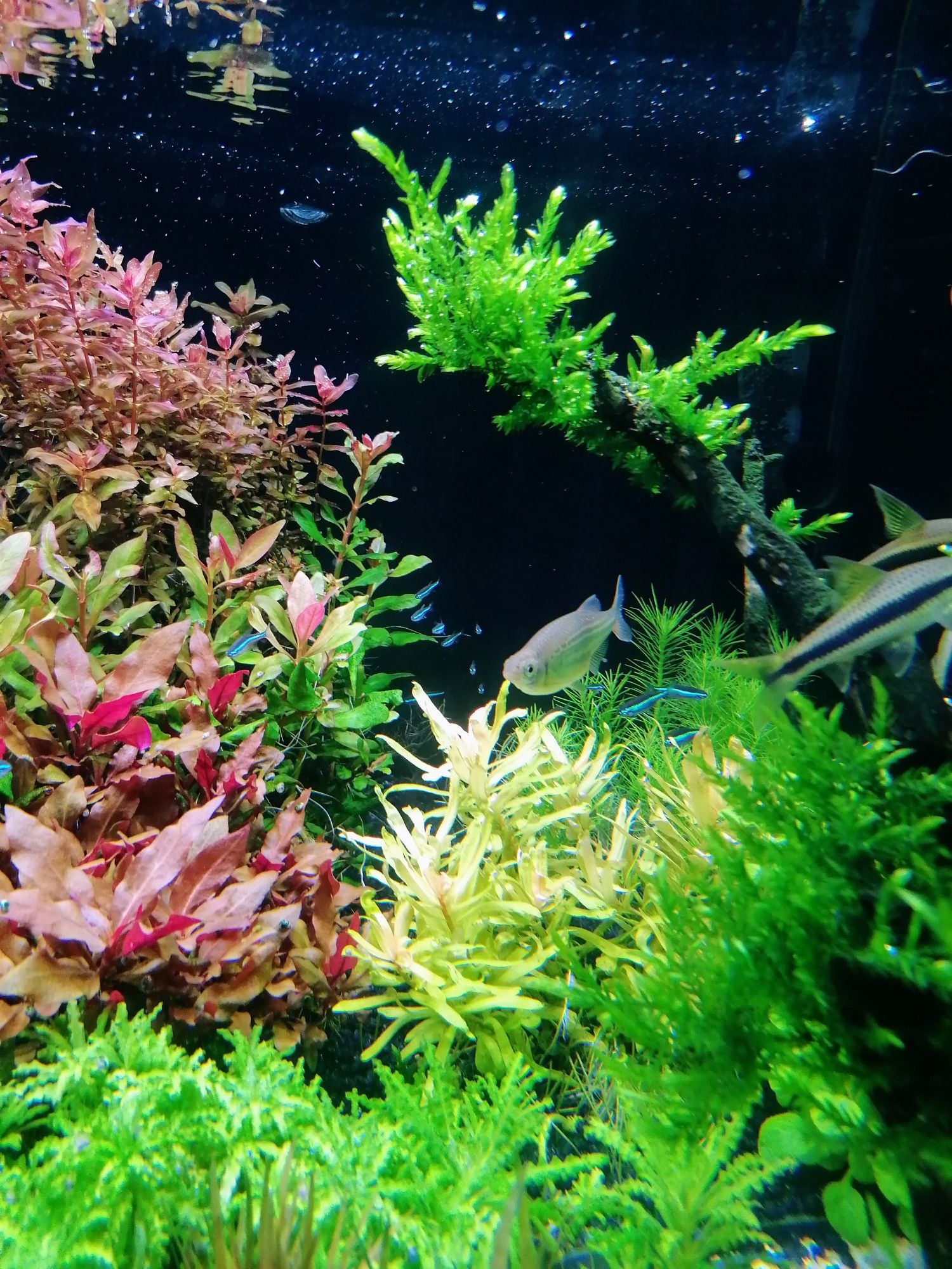 Rosliny akwariowe z przycinki