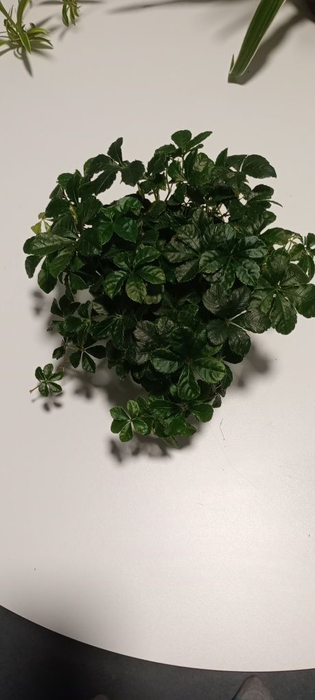 Peperomia cisus geranium trzykrotka