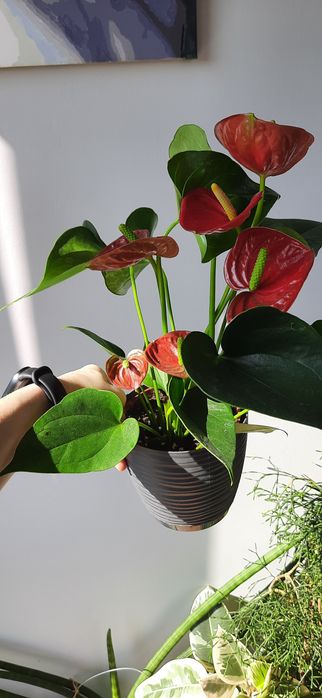 Zestaw kwiatów doniczkowych