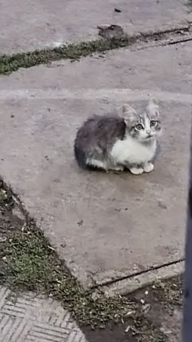 Маленькі пухнастики