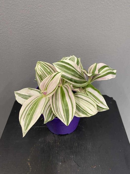Tradescantia Unicorn Trzykrotka