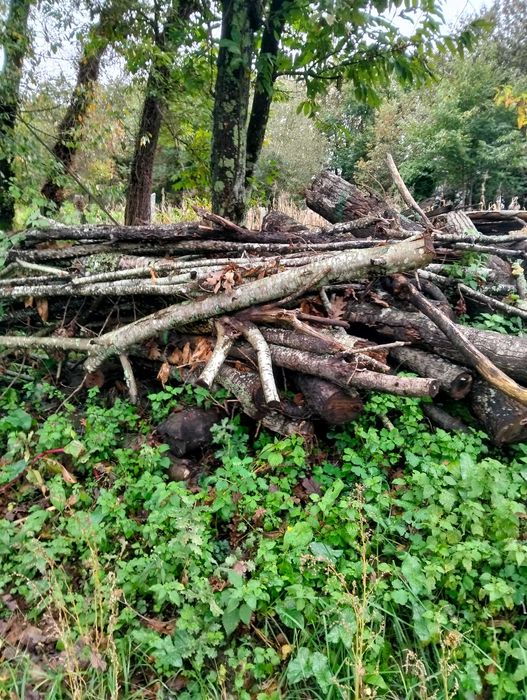 Três chopos cortadados pronto a rachar