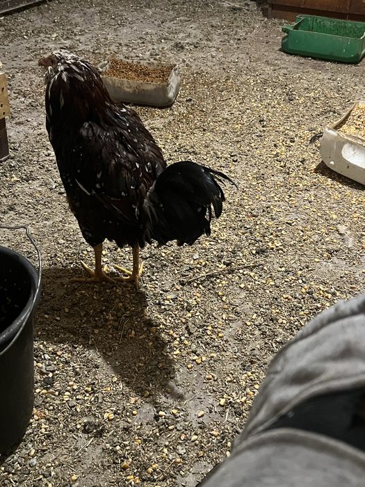 Петухи орловские ситцевые