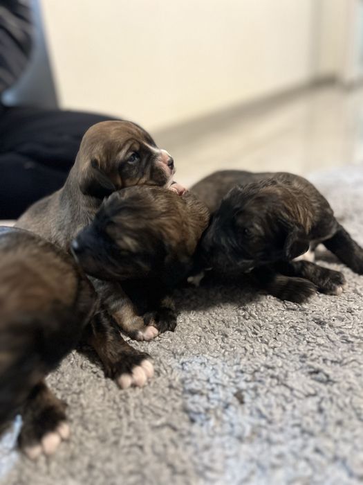 Доступні до бронювання цуценята кокер спаніель!)