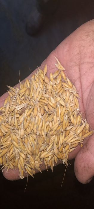 Sprzedam owies jeczmień mieszanka żyto pszenica