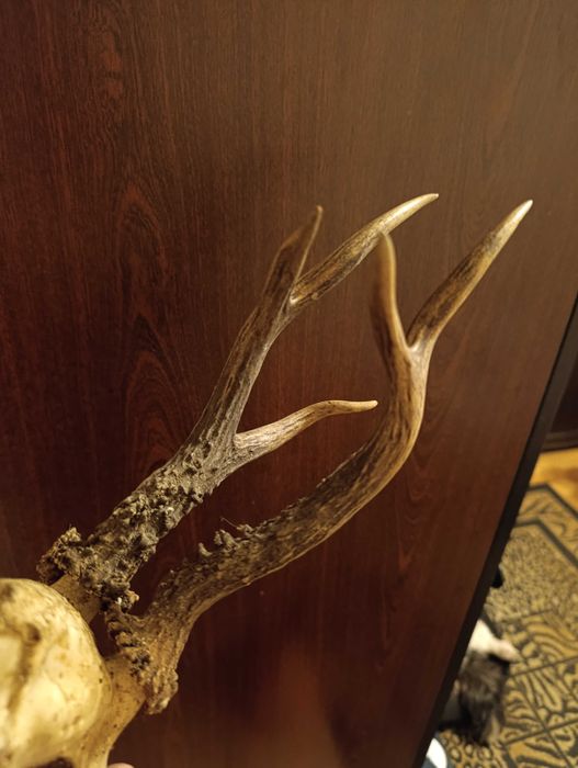 bardzo ciekawe poroże kozła sarny