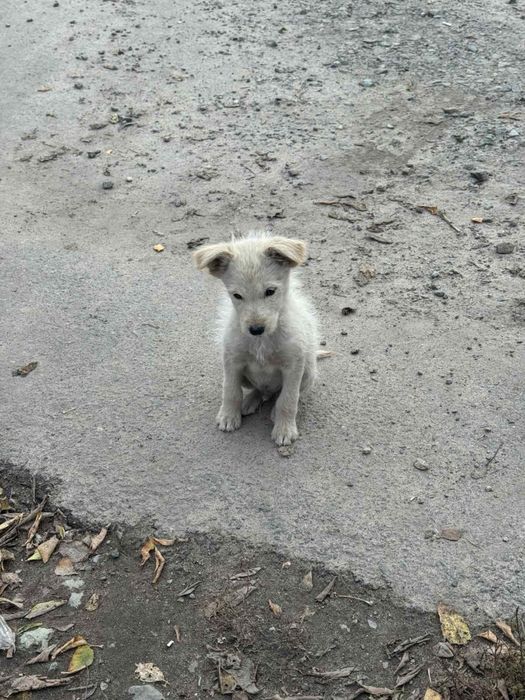 Віддам безкоштовно