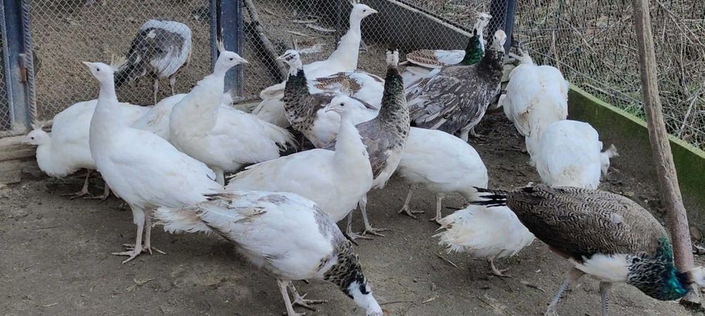 Paw pawie białe niebieskie