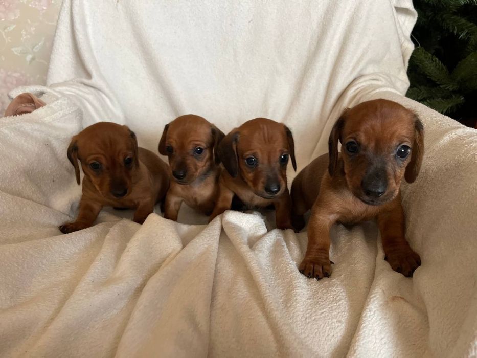 Рыженькие щенки таксы