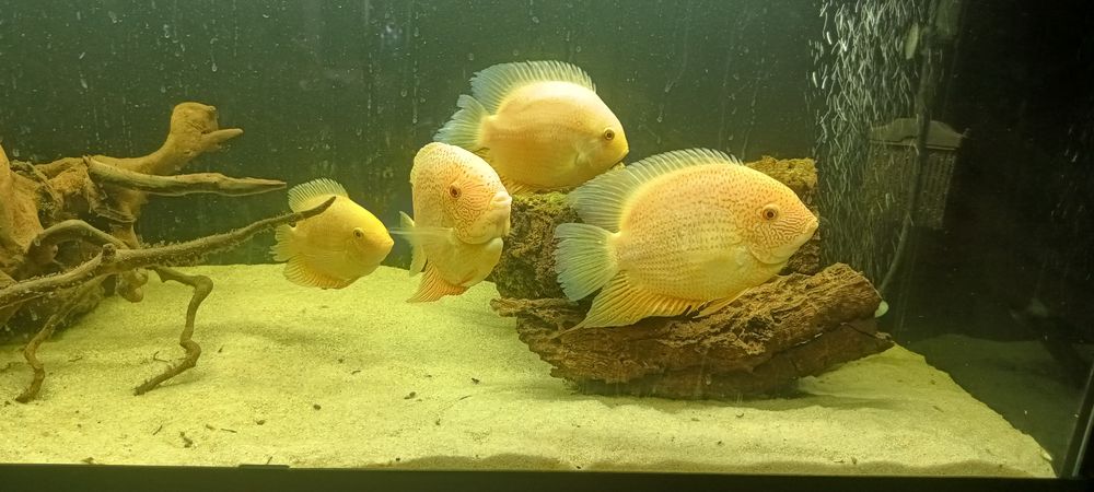 Pielęgnica Severum Gold