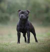 Reproduktor Staffordshire Bull Terrier stud dog Stafford Staffik