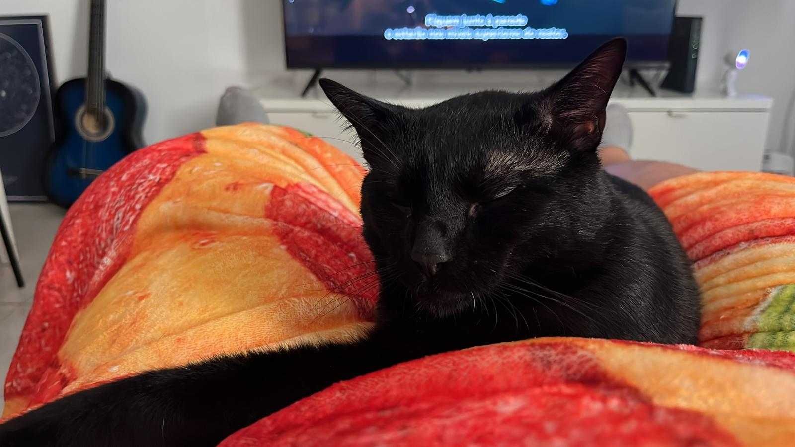 Gato castrado para adoção consciente