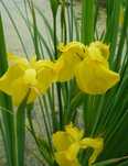 АИР ОБЫКНОВЕННЫЙ  (Acorus Calamus)
