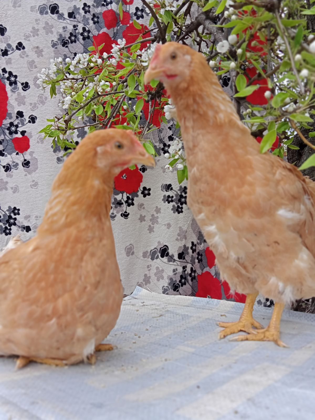 Міні-м'ясні кури курчата інкубаційне яйце