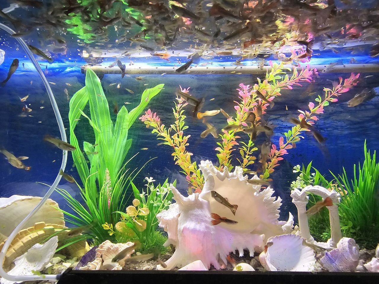 Vendo peixes Guppy por unid.