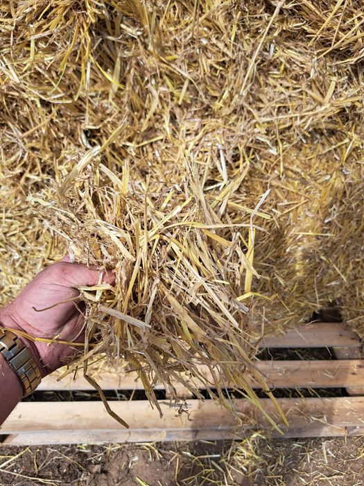 Słoma w balotach / słoma sucha z pod fliz z transportem