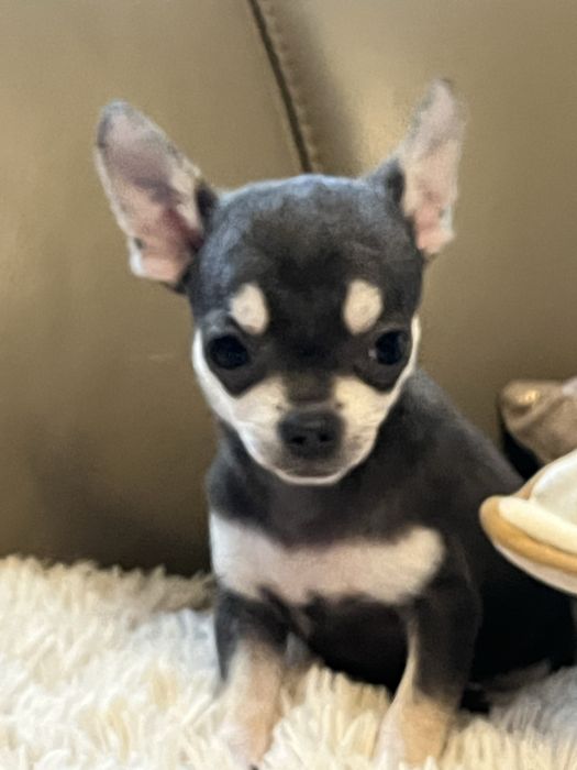 Cudowny piesek chihuahua niebiesko podpalany do odbioru