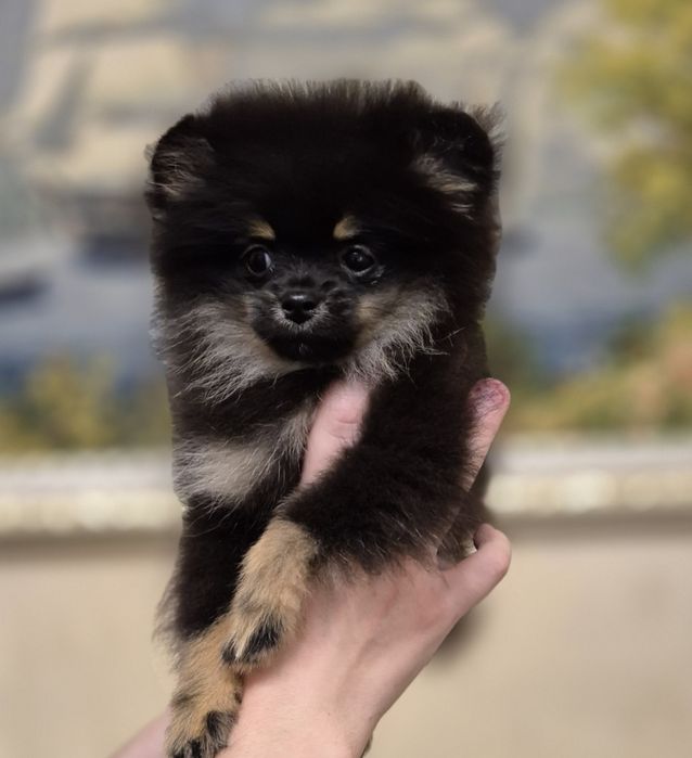 Мини девочка померанка, красивая мечта