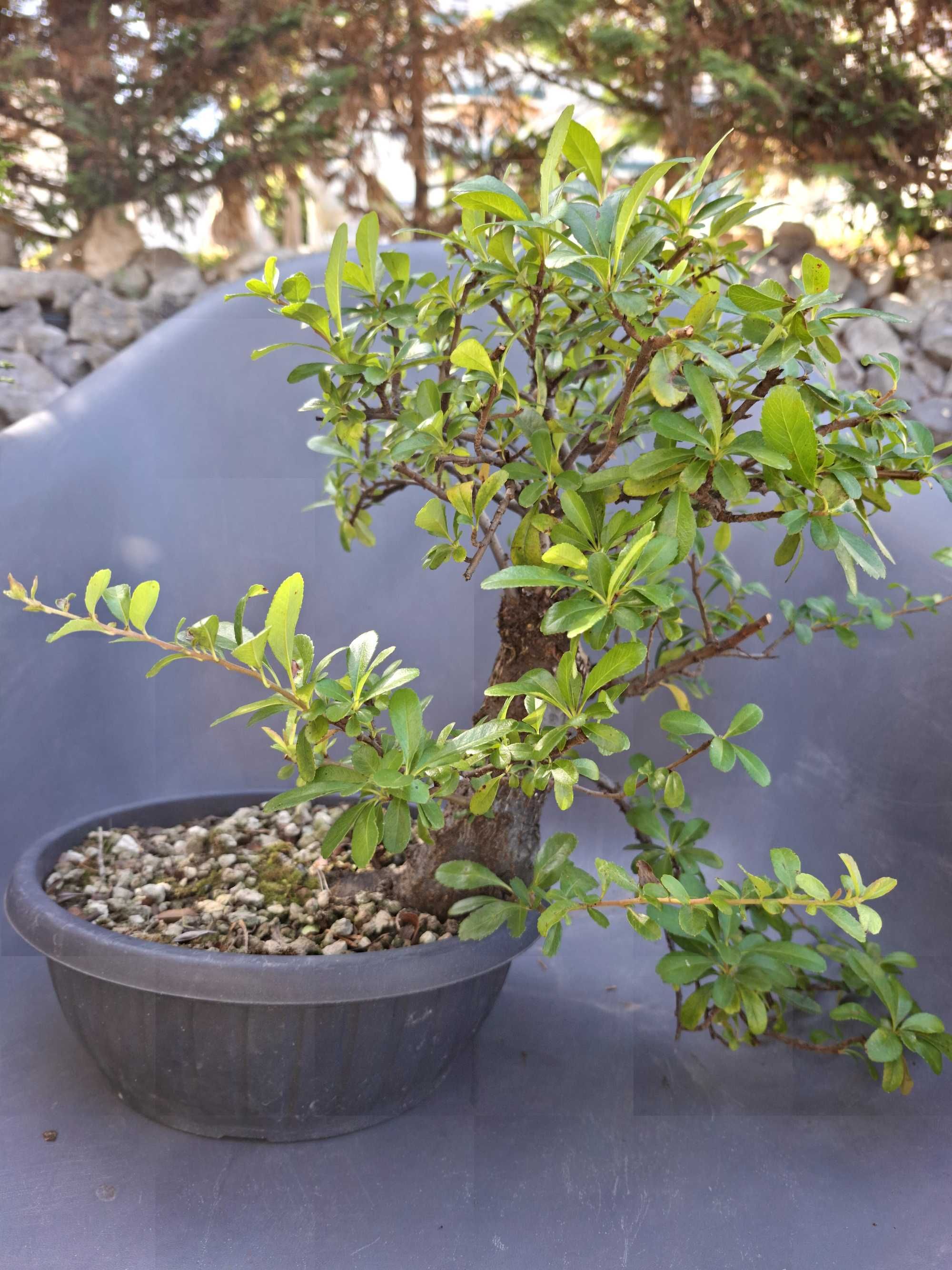 Pré - Bonsai Pyracantha