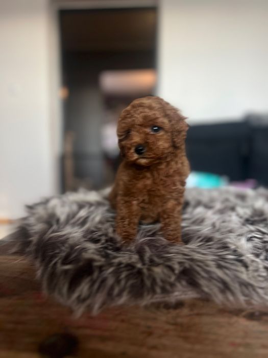 Pudel miniaturowy płowy