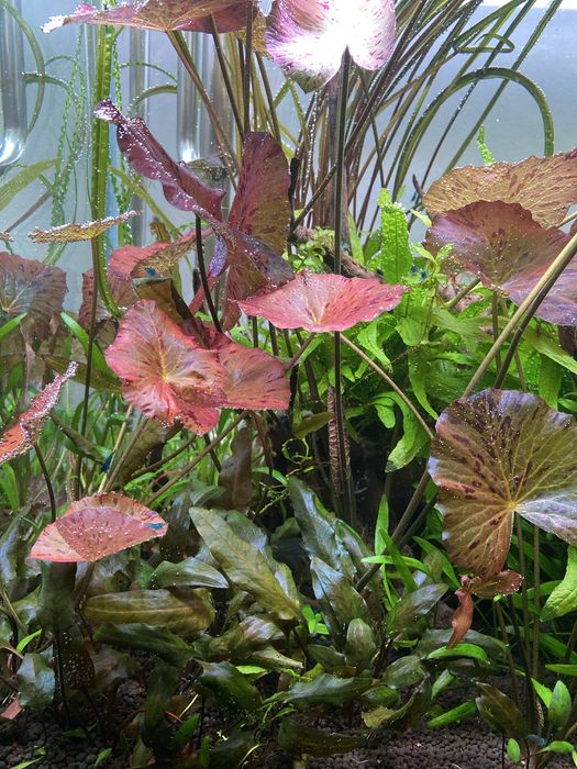 Lotos tygrysi - lotos czerwony