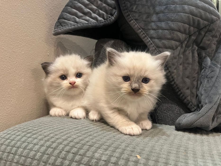 Ragdoll kotki FPL rezerwacja ur 11.10.2025 kotki Poznań