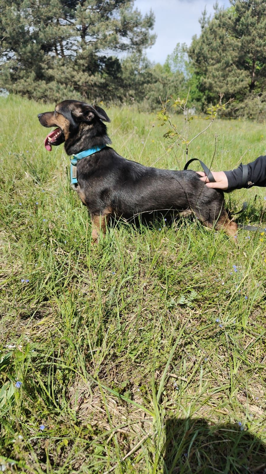 Śliczny mały piesek Jędruś do adopcji ze schroniska.