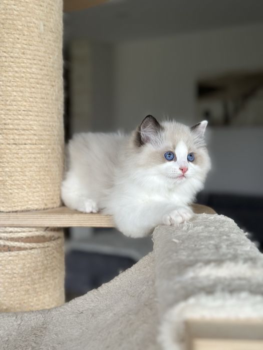 Puchaty kotek ragdoll rodowód FPL