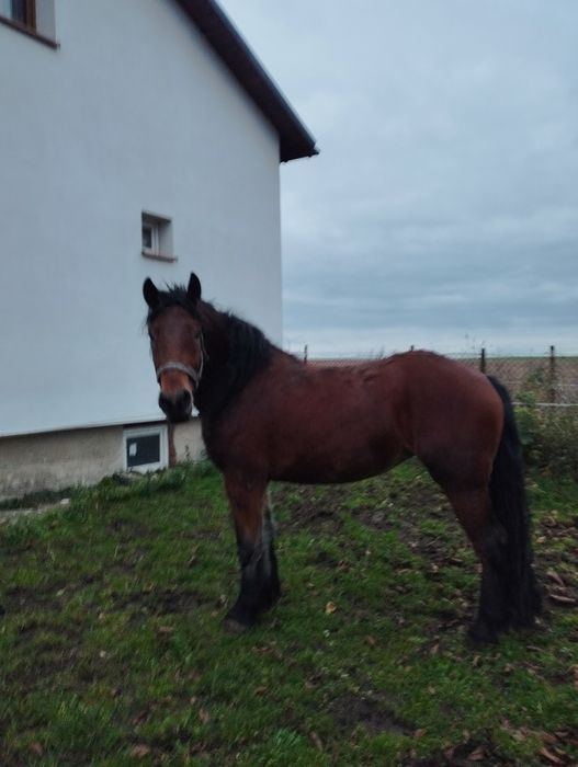 Klacz Polski Koń Zimnokrwisty